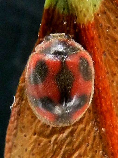 Larva e pupa di Rodolia cardinalis da confermare